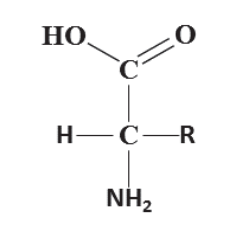 Estrutura geral de um α-aminoácido: HOOC–CH(R)–NH₂